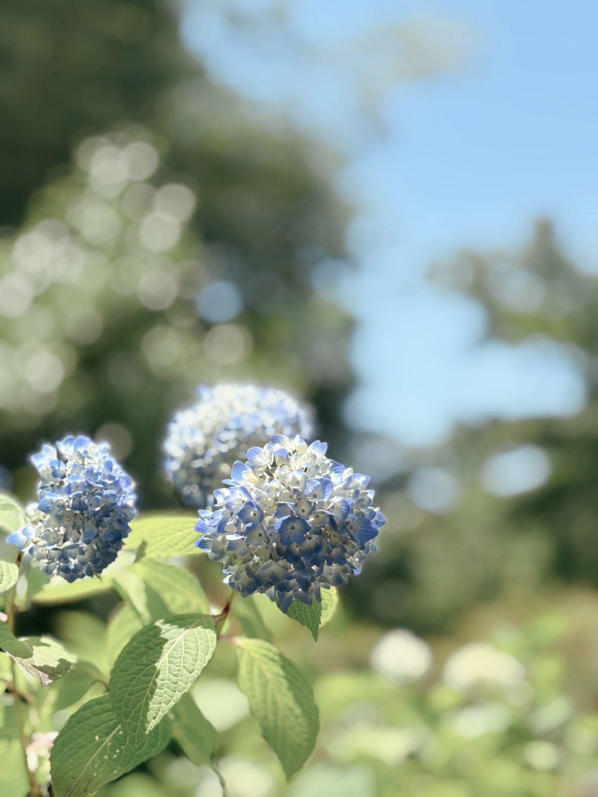 Jalan-Jalan Ke Jepang, Jangan Cuma Kejar Sakura