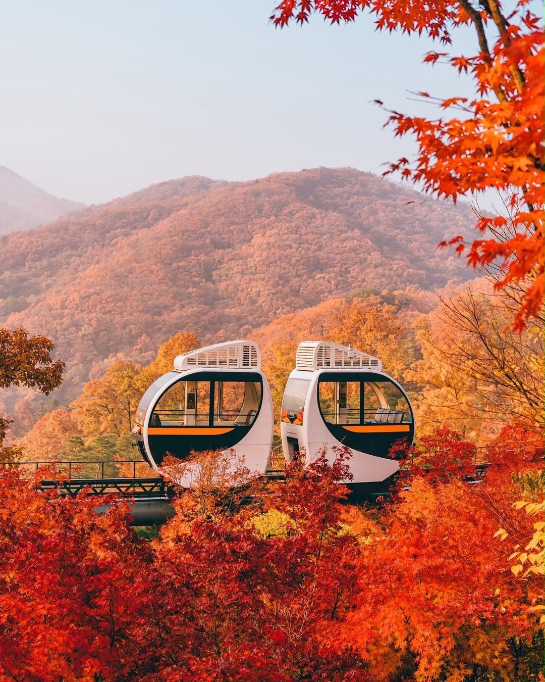 Hwadam Forest Korea di Musim Gugur: Surga Daun Maple yang Wajib Masuk Bucket List